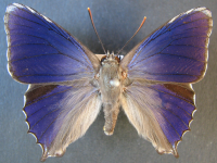 Adult Male Upper of Southern Purple Azure - Ogyris genoveva